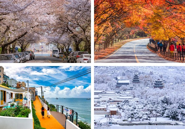 Thời điểm đẹp nhất để gh&eacute; thăm th&agrave;nh phố cảng Busan