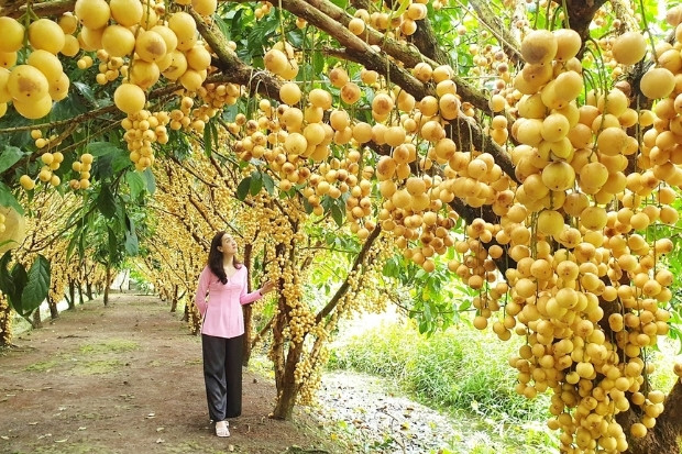  M&ugrave;a tr&aacute;i c&acirc;y ch&iacute;n rộ tại l&agrave;ng du lịch Mỹ Kh&aacute;nh&nbsp;