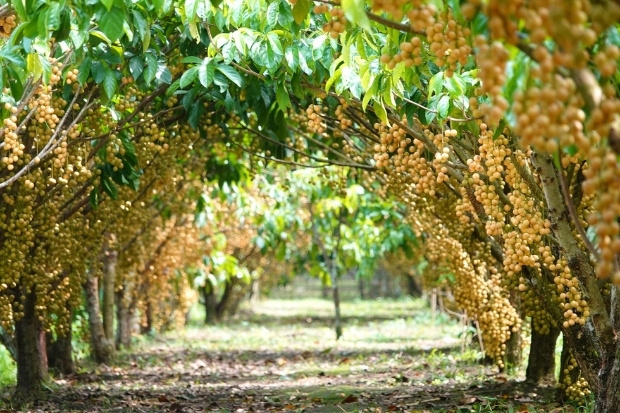 Top 10 vườn trái cây Cần Thơ nổi tiếng bậc nhất miền Tây – Gợi ý từ Vietnam Booking