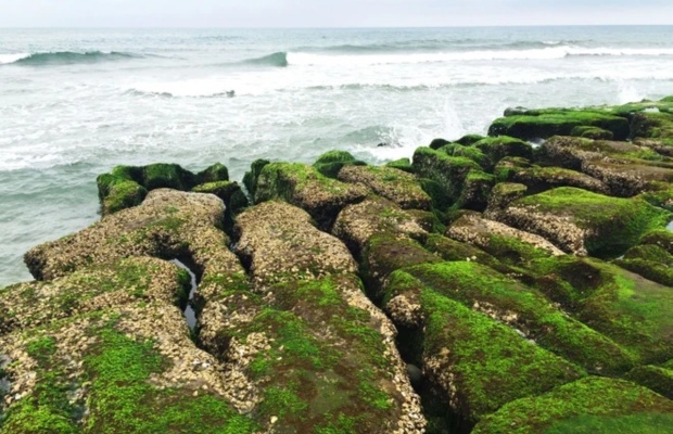 Tảo xanh phủ đ&aacute; n&uacute;i lửa tại Laomei