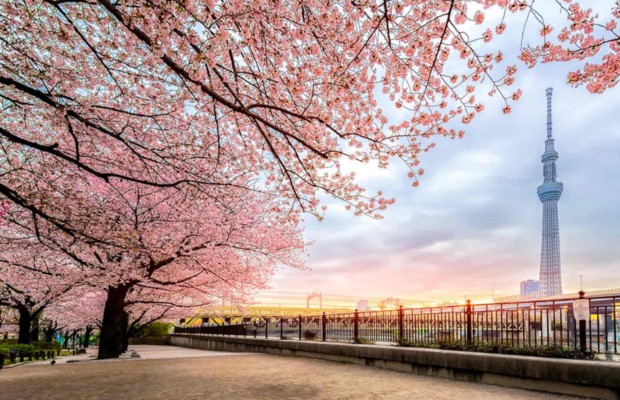 m&ugrave;a xu&acirc;n hoa anh đ&agrave;o