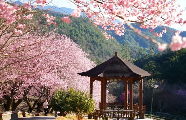 M&ugrave;a hoa rực rỡ tại c&ocirc;ng vi&ecirc;n Dương Minh Sơn 