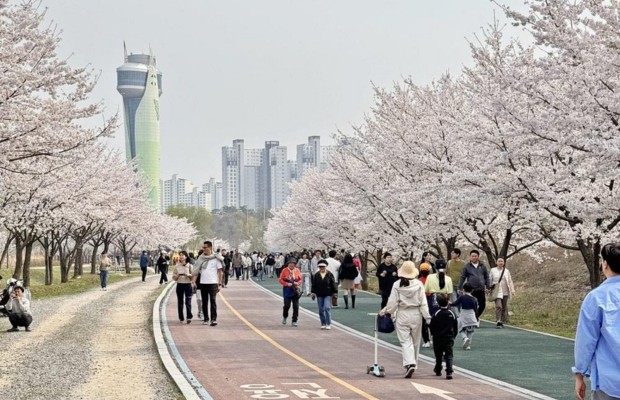 Công viên Yeouido mùa hoa anh đào lãng mạn bên bờ sông Hàn