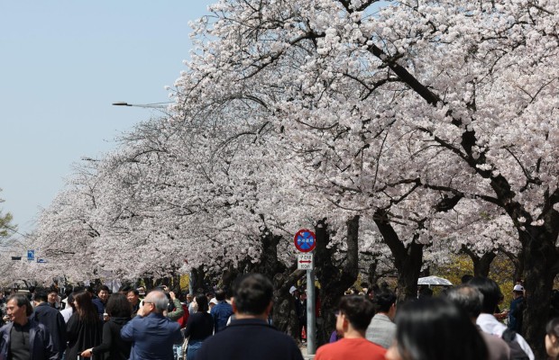 M&ugrave;a xu&acirc;n m&ugrave;a hoa anh đ&agrave;o c&ocirc;ng vi&ecirc;n Yeouido đẹp nhất