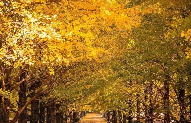 M&ugrave;a thu l&aacute; v&agrave;ng v&agrave; kh&ocirc;ng kh&iacute; se lạnh