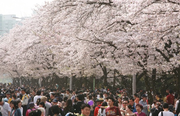 Lễ hội hoa anh đ&agrave;o m&ugrave;a xu&acirc;n tại Yeouido