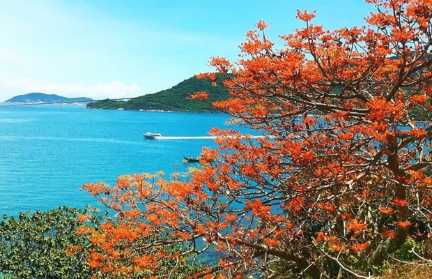 hoa ng&ocirc; đồng c&ugrave; lao ch&agrave;m