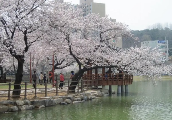 m&ugrave;a xu&acirc;n ở gwangju