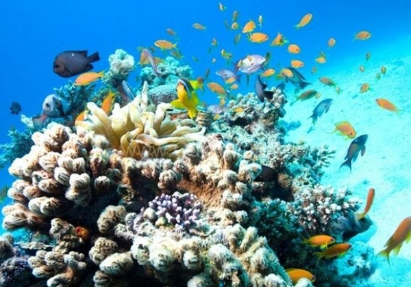 san h&ocirc; rực rỡ