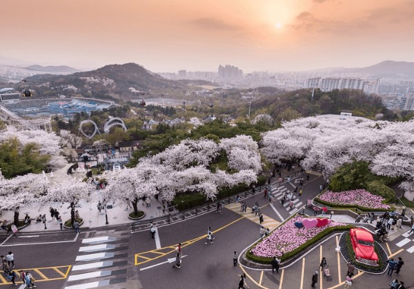 m&ugrave;a xu&acirc;n ở daegu tuyệt vời nhất khi hoa anh đ&agrave;o nở rộ