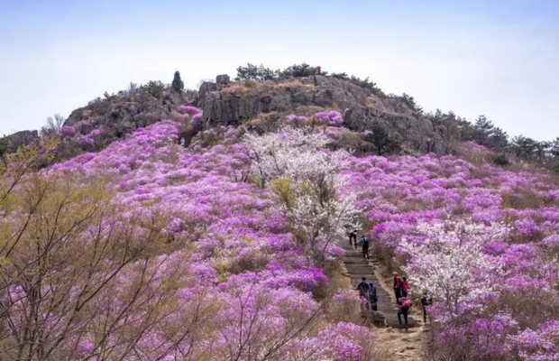 m&ugrave;a xu&acirc;n ở yeosu