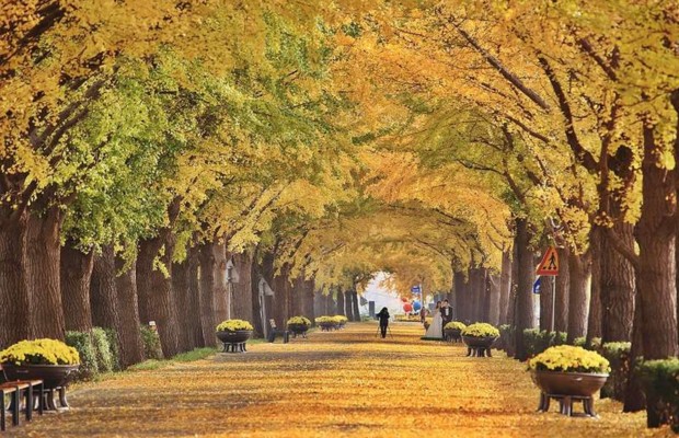 m&ugrave;a thu tại ulsan