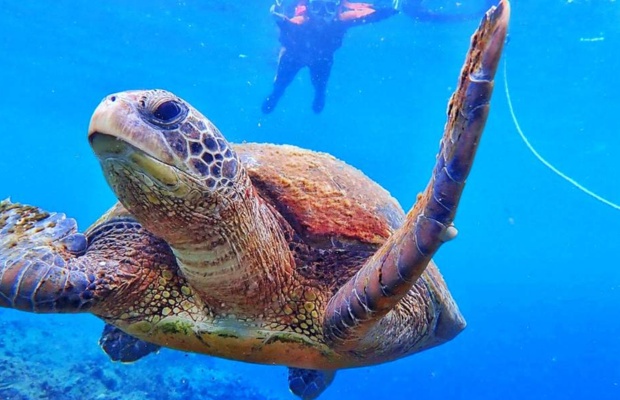 R&ugrave;a biển tại đảo Tiểu Lưu Cầu