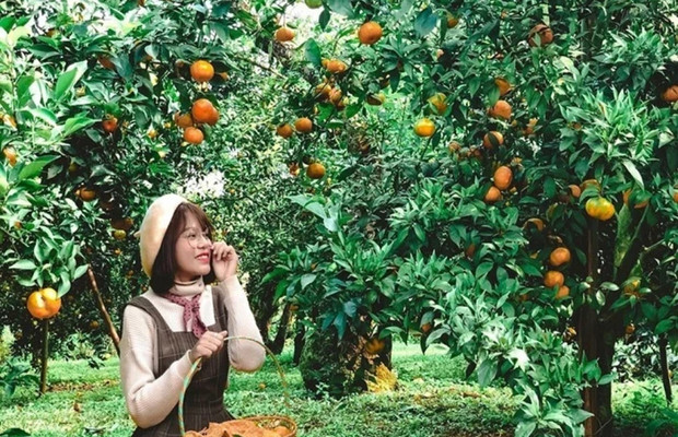 hoa quả l&aacute;i thi&ecirc;u