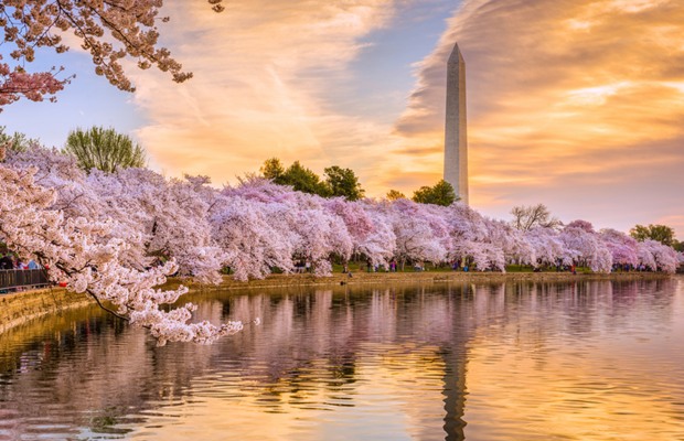 hoa anh đ&agrave;o Tidal Basin