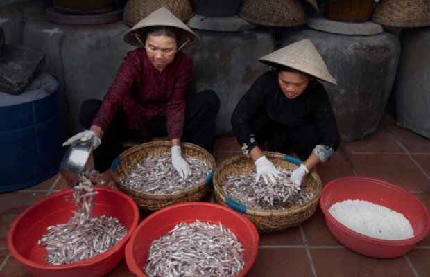 Nguy&ecirc;n liệu l&agrave;m nước mắm Nam &Ocirc; Đ&agrave; Nẵng c&aacute; cơm than v&agrave; muối Sa Huỳnh