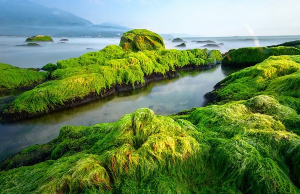 Rạn Nam &Ocirc; - điểm đến s&aacute;t cạnh l&agrave;ng nghề nước mắm Nam &Ocirc;&nbsp;