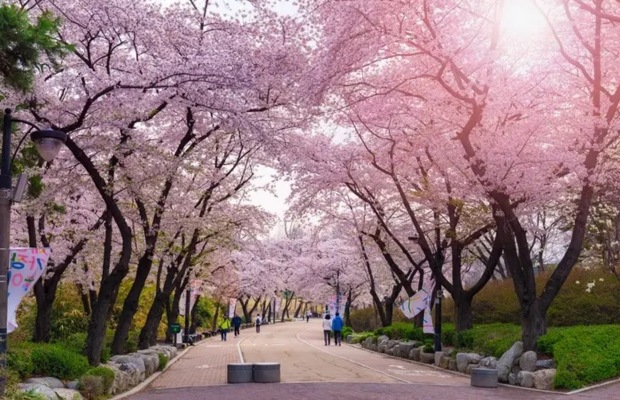 Con đường hoa anh đ&agrave;o rực rỡ tại lễ hội hoa xu&acirc;n Yeouido