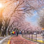 Cẩm nang ngắm mùa hoa anh đào Hàn Quốc cùng Vietnam Booking