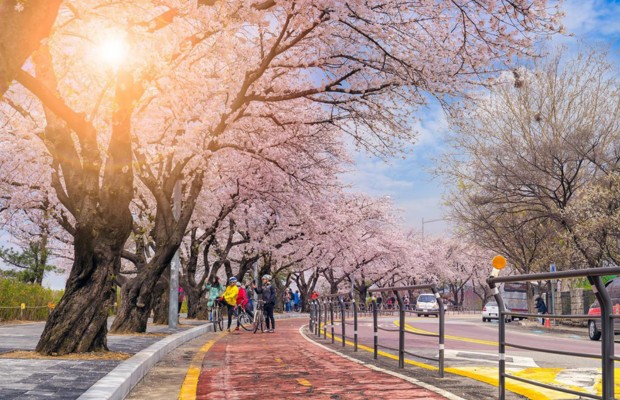 m&ugrave;a hoa anh đ&agrave;o h&agrave;n quốc