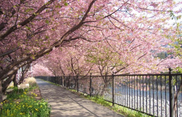 Thời điểm để ngắm hoa nở rộ đẹp nhất