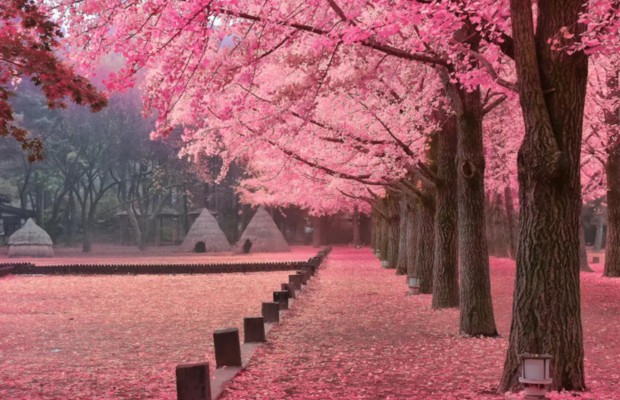 Đảo Nami: Con đường hoa anh đ&agrave;o l&atilde;ng mạn như phim truyền h&igrave;nh