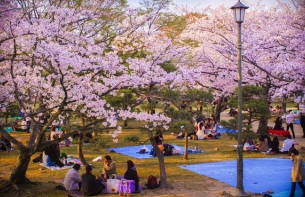 Lễ hội hoa anh đ&agrave;o tại Hồ Seokchon