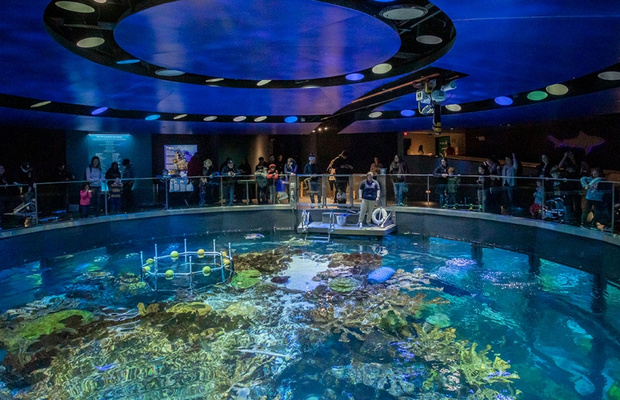 New England Aquarium: Hành trình dưới đáy biển Boston