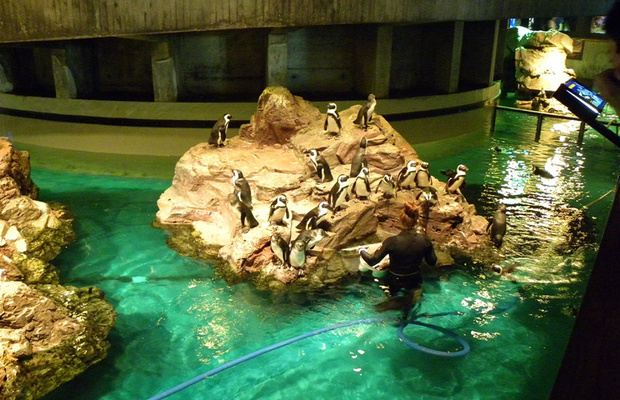 thời điểm đi New England Aquarium