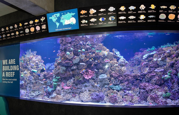 bể san h&ocirc; new england aquarium