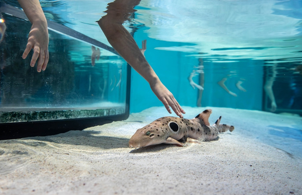 touch tank tại thuỷ cung new england