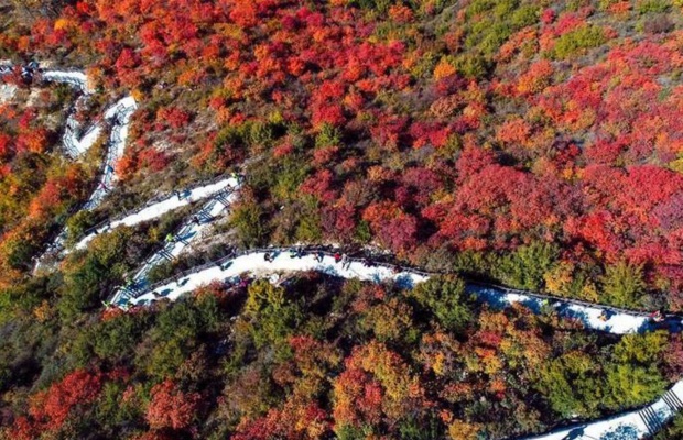 &nbsp;Rừng l&aacute; phong đỏ rực tại Th&aacute;i B&igrave;nh Sơn