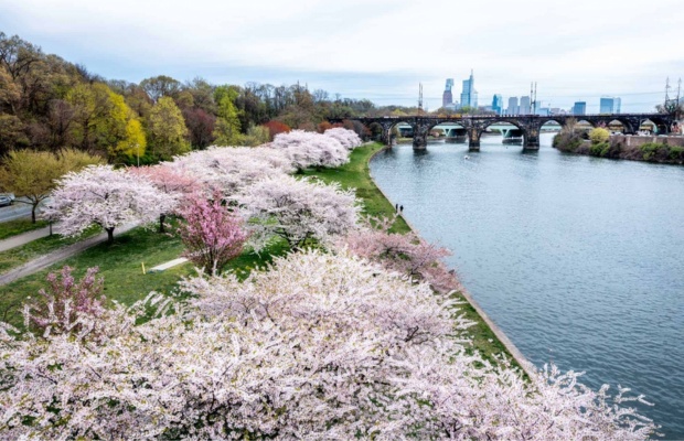 Hoa anh đ&agrave;o Philadelphia