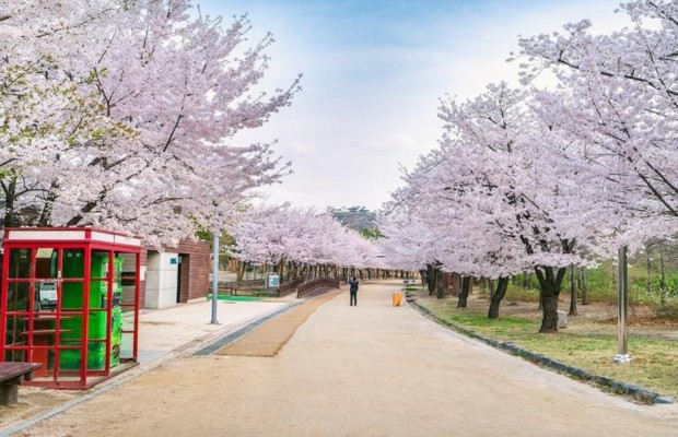 M&ugrave;a xu&acirc;n con đường hoa anh đ&agrave;o l&atilde;ng mạn