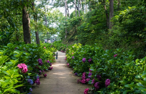 M&ugrave;a h&egrave; b&oacute;ng m&aacute;t v&agrave; picnic xanh m&aacute;t