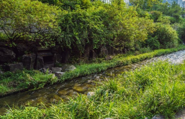 Hệ sinh th&aacute;i tự nhi&ecirc;n tại v&ugrave;ng đầm lầy Beodeul thuộc suối Cheonggyecheon