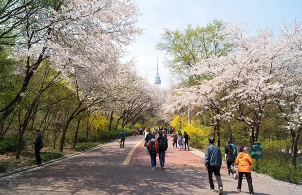 Đường đi bộ xanh mướt tại c&ocirc;ng vi&ecirc;n Namsan