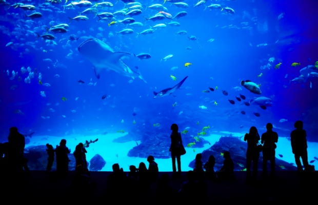Adventure Aquarium (Thuỷ cung Th&aacute;m hiểm)

