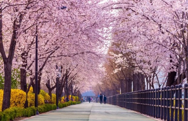 Du kh&aacute;ch ngắm hoa anh đ&agrave;o tại Busan H&agrave;n Quốc v&agrave;o m&ugrave;a xu&acirc;n
