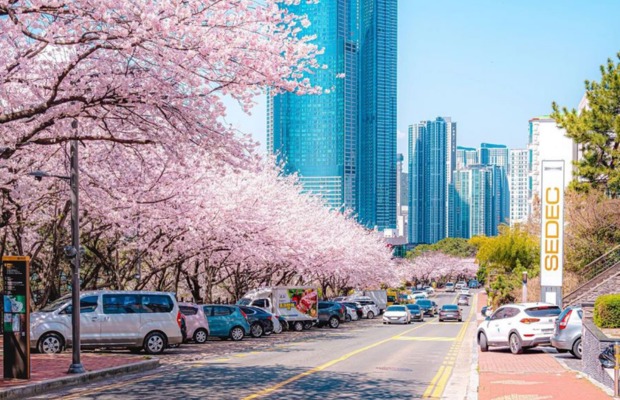 Sơ đồ giao th&ocirc;ng c&ocirc;ng cộng tại Busan H&agrave;n Quốc