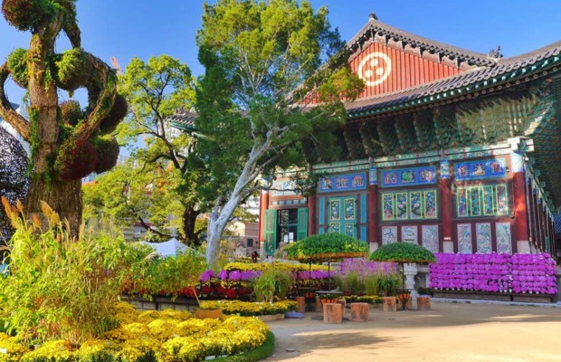 C&acirc;y Th&ocirc;ng Trắng cổ thụ 500 năm tuổi tại đền Jogyesa.