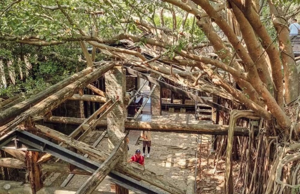 Ng&ocirc;i nh&agrave; trong c&acirc;y độc đ&aacute;o tại khu Anping 