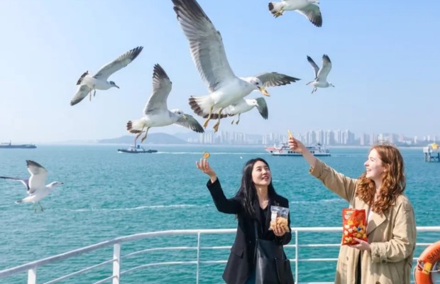 Đi du thuyền ngắm to&agrave;n cảnh vịnh Incheon v&agrave; cho hải &acirc;u ăn
