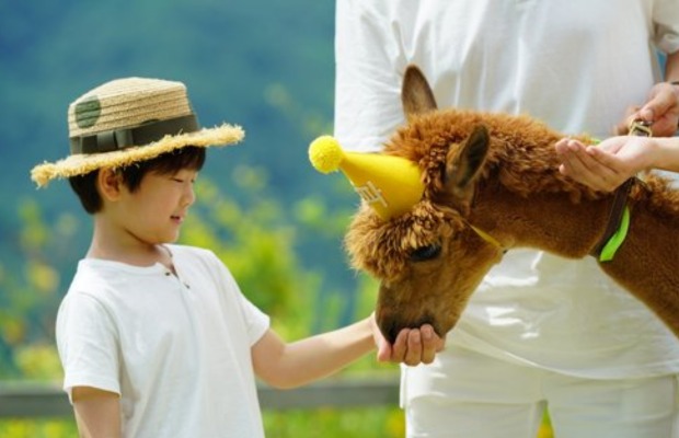 Trải nghiệm tương t&aacute;c với lạc đ&agrave; Alpaca tại Alpaca World, Gangwon Do H&agrave;n Quốc