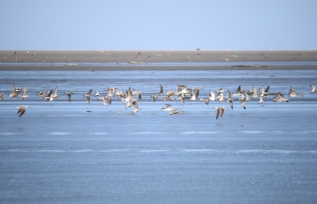 Gaomei Wetland l&agrave; nơi sinh sống của nhiều lo&agrave;i chim di cư.