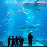 Georgia Aquarium: Kỳ quan thủy cung giữa lòng Atlanta