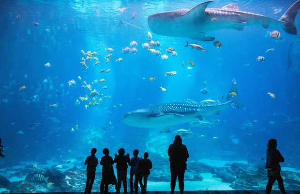 Georgia Aquarium