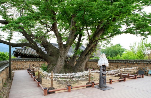 C&acirc;y thần Samsingdang
