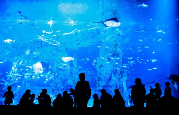 Du kh&aacute;ch tham quan bể c&aacute; khổng lồ tại thủy cung Lotte World Aquarium.