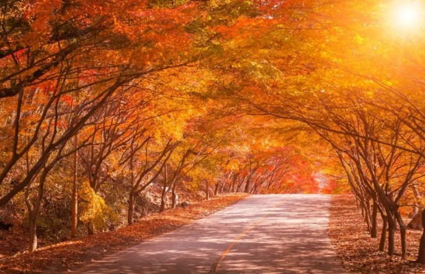 Cung đường l&aacute; đỏ l&atilde;ng mạn tại n&uacute;i Seoraksan m&ugrave;a thu